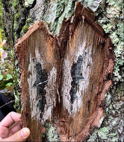 A mycelial mat below the bark on an oak tree.